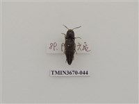 藏品(叩頭蟲(1))的圖片